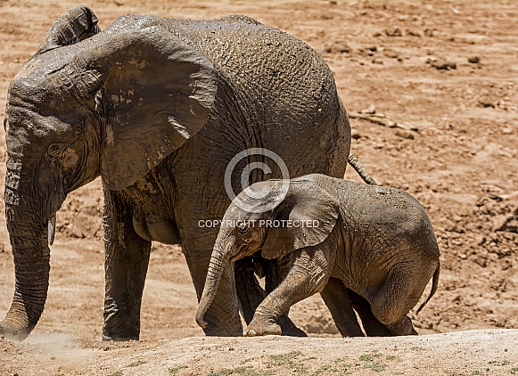 Baby African Elephant