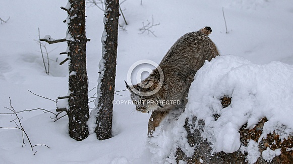 Canada Lynx Canada Lynx