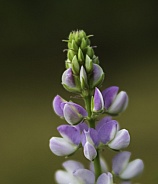 Wild Lupine or Lupinus in Alaska