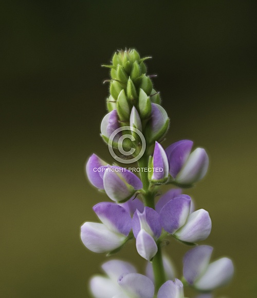 Wild Lupine or Lupinus in Alaska Wild Lupine or Lupinus in Alaska