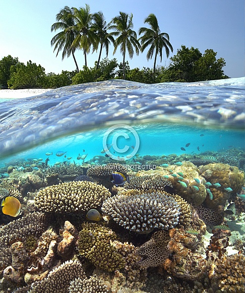 Tropical Lagoon - Moray Eel