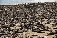 Cap Fur Seals - Cape Cross - Namibia