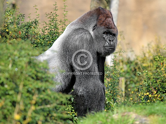 Western lowland gorilla (Gorilla gorilla gorilla) Western lowland gorilla (Gorilla gorilla gorilla)
