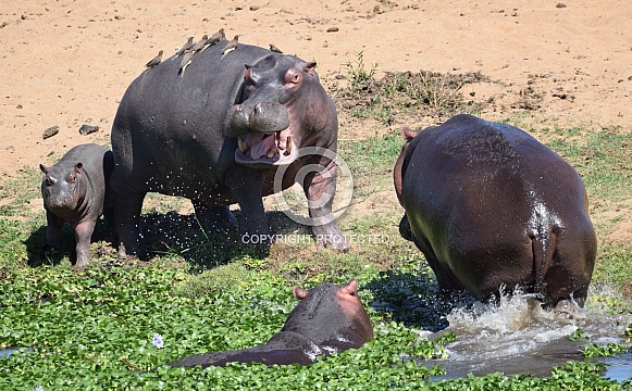 Hippos