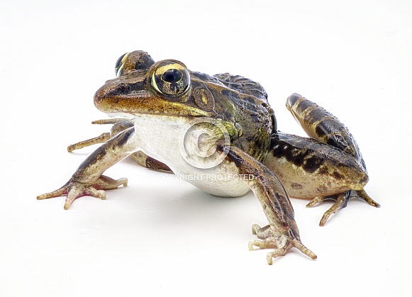 Southern leopard frog - Lithobates sphenocephalus or Rana sphenocephala - isolated on white background side front profile view up high showing under belly Southern leopard frog - Lithobates sphenocephalus or Rana sphenocephala - isolated on white background side front profile view up high showing under belly