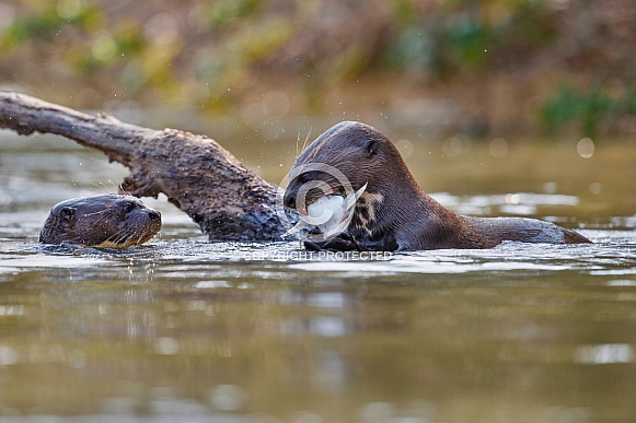 Giant river otter in the nature habitat