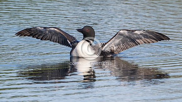 Common Loon in Alaska
