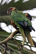 The ochre-marked parakeet (Pyrrhura cruentata)