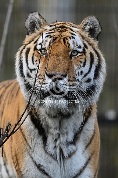 Siberian Tiger