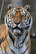 Siberian Tiger