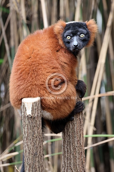 The red ruffed lemur (Varecia rubra) The red ruffed lemur (Varecia rubra)
