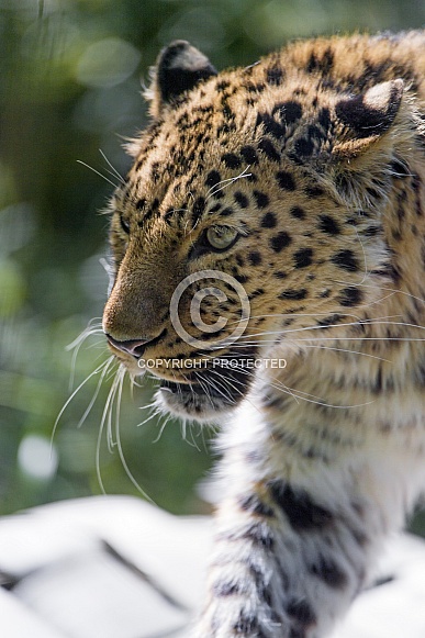 Amur Leopard
