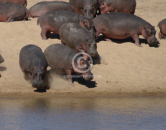 Hippos