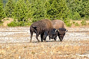 Bison Mating Ritual