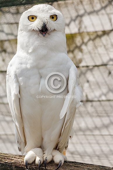 Full body Snowy Owl