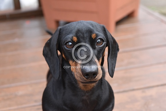 Miniature Dachshund Miniature Dachshund