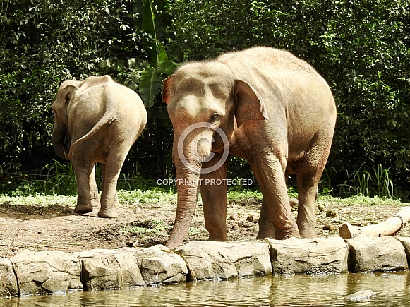 Asian elephant