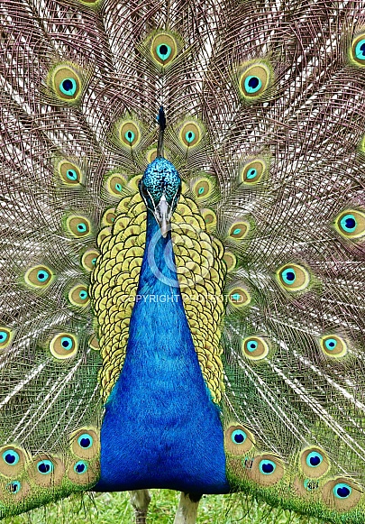 Peacock