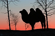 Twilight camel