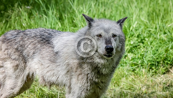 Tundra Grey Wolf Tundra Grey Wolf