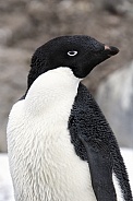 Adelie Penguin - Antarctica