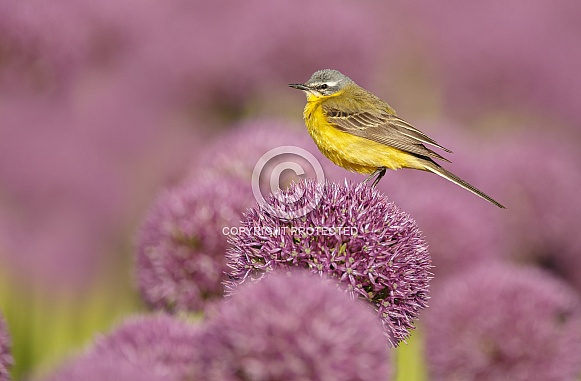 Yellow Wagtail bird