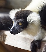 Lemur