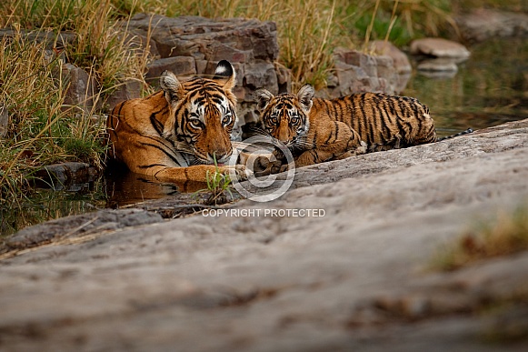 Beautiful tiger in the nature habitat. Tiger pose in amazing light. Wildlife scene with wild animal. Indian wildlife. Indian tiger. Panthera tigris tigris.