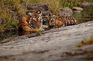 Beautiful tiger in the nature habitat. Tiger pose in amazing light. Wildlife scene with wild animal. Indian wildlife. Indian tiger. Panthera tigris tigris.