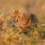 Red fox cubs in there natural habitat