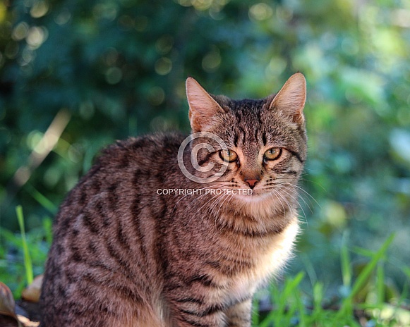 Young Shorthaired Cat Young Shorthaired Cat
