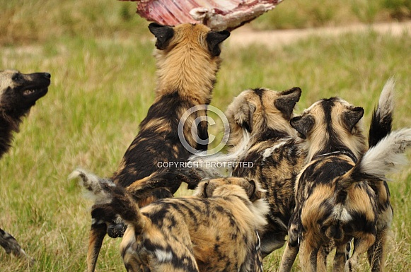 African wild dogs