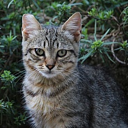 Striped Kitten Portrait