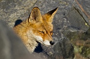 Red fox in Nature