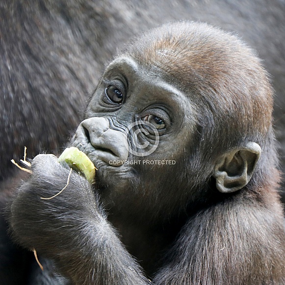 Baby Gorilla