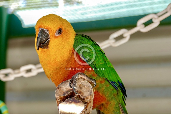 Jandaya parakeet Jandaya parakeet