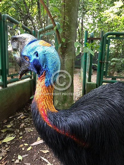 Cassowary Cassowary