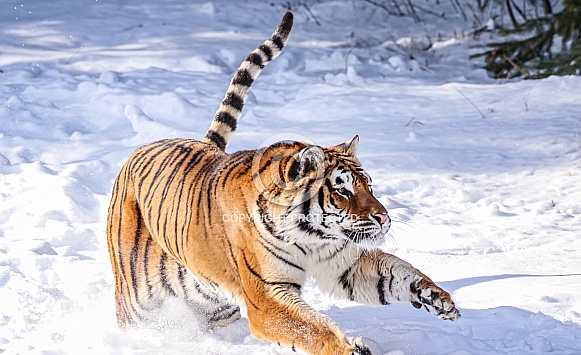 Siberian Tiger in deep snow Siberian Tiger in deep snow