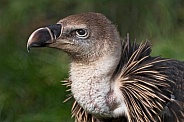 Ruppells Vulture Close Up Profile