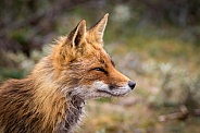 Red fox