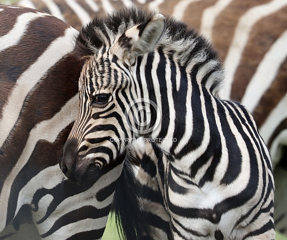 Zebra Foal