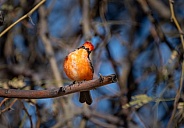 Vermilion fly catcher with his head tilted