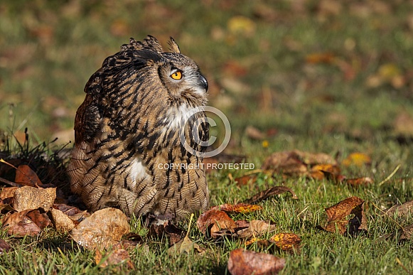 Eurasian Eagle Owl