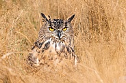 Eurasian Eagle Owl--Eurasian Eagle Owl Camouflage
