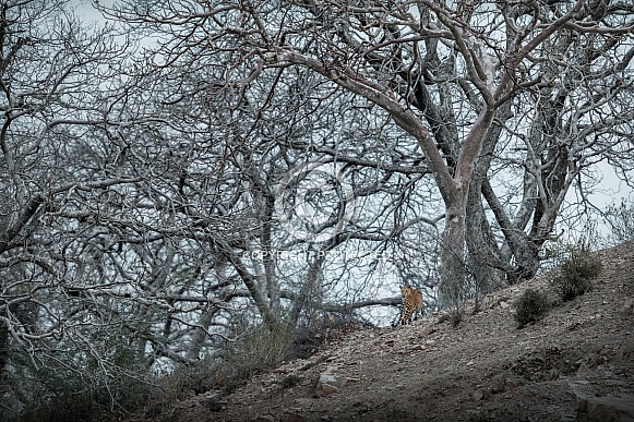 Indian leopard in the nature habitat