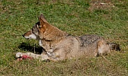 Red wolf