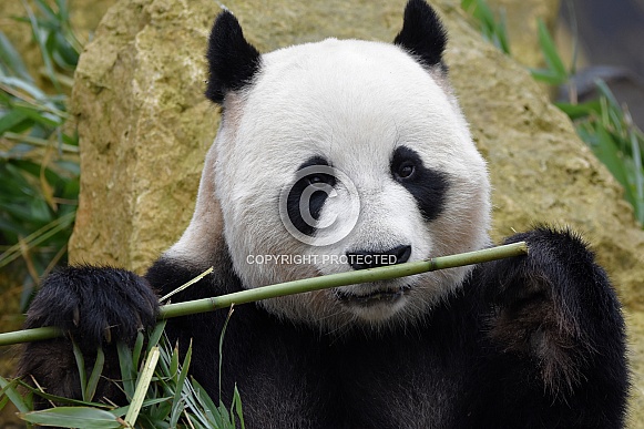 Giant Panda