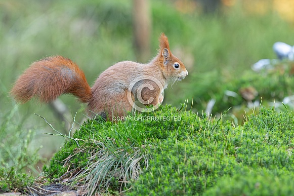 squirrel in the forest