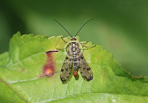 Scorpion Fly