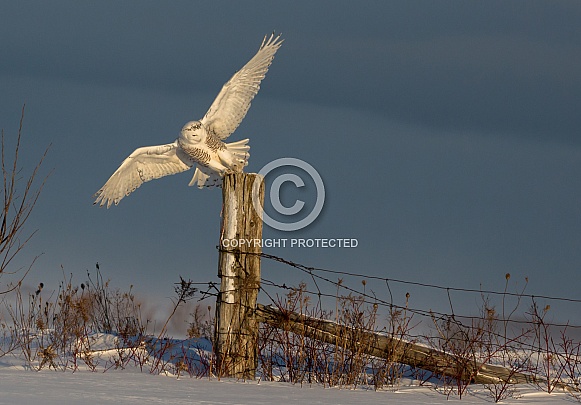Female Snowy Owl Taking Off from a Fence Post